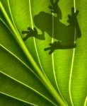 The frog in many cultures is a symbol of prosperity. The Frog Knows Blog offers win-win solutions for law firm clients.